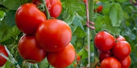 Paradajz kostroma f1: recenzije, fotografije, prinos